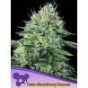 AUTO STRAWBERRY BANANA · Anesia Seeds · cannabis seeds · Auto Fem
