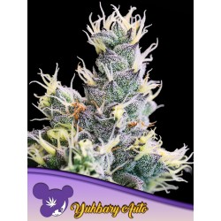 AUTO YUHBARY · Anesia Seeds · semi di canapa · Auto Fem