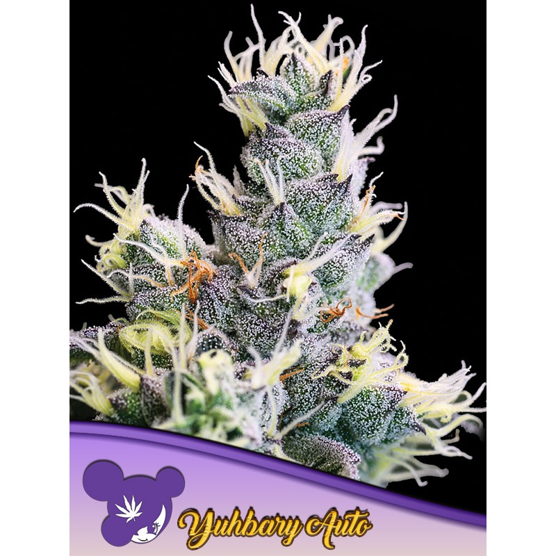 AUTO YUHBARY · Anesia Seeds · semillas de marihuana · Auto Fem