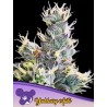 AUTO YUHBARY · Anesia Seeds · semi di canapa · Auto Fem
