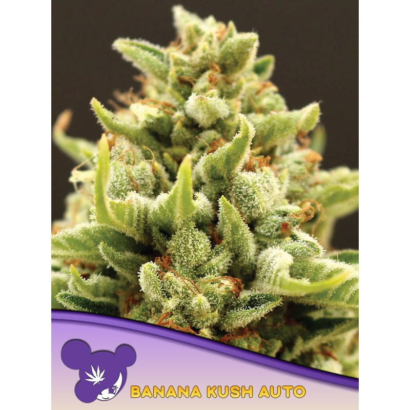 BANANA KUSH AUTO · Anesia Seeds · semi di canapa · Auto Fem