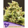 BANANA KUSH AUTO · Anesia Seeds · semi di canapa · Auto Fem