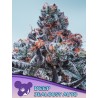 DEEP JEALOUSY AUTO · Anesia Seeds · semi di canapa · Auto Fem