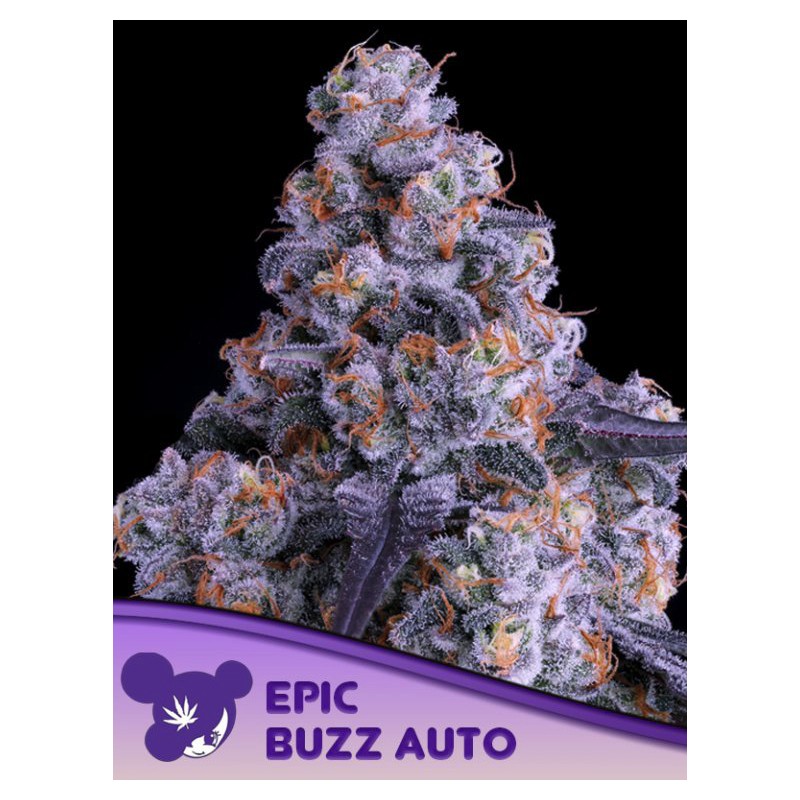 EPIC BUZZ AUTO · Anesia Seeds · semillas de marihuana · Auto Fem
