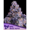 EPIC BUZZ AUTO · Anesia Seeds · semillas de marihuana · Auto Fem