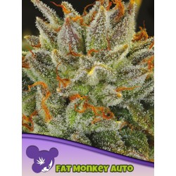 FAT MONKEY AUTO · Anesia Seeds · cannabis seeds · Auto Fem