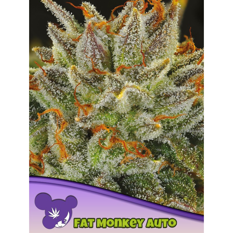 FAT MONKEY AUTO · Anesia Seeds · cannabis seeds · Auto Fem