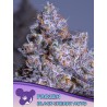 FROZEN BLACK CHERRY AUTO · Anesia Seeds · semi di canapa · Auto Fem