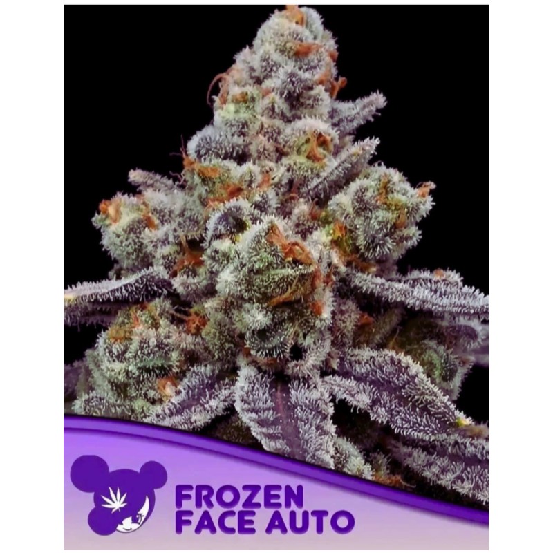 FROZEN FACE AUTO · Anesia Seeds · cannabis seeds · Auto Fem