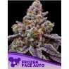 FROZEN FACE AUTO · Anesia Seeds · semi di canapa · Auto Fem
