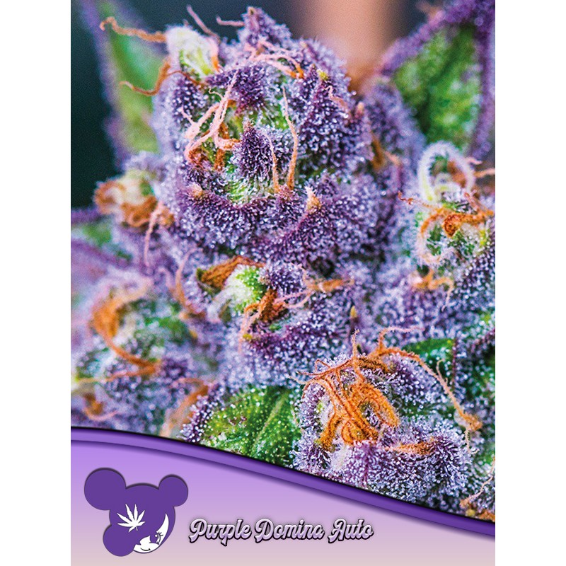 PURPLE DOMINA AUTO · Anesia Seeds · semi di canapa · Auto Fem