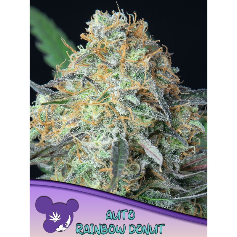 RAINBOW DONUT AUTO · Anesia Seeds · semi di canapa · Auto Fem