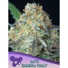 RAINBOW DONUT AUTO · Anesia Seeds · cannabis seeds · Auto Fem
