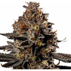 SMASHBERRY FUMEZ AUTO · Anesia Seeds · semi di canapa · Auto Fem