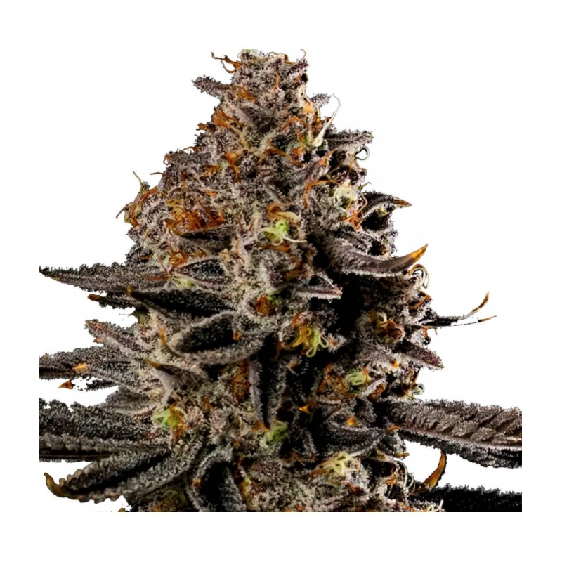 SMASHBERRY FUMEZ AUTO · Anesia Seeds · semi di canapa · Auto Fem