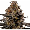 SMASHBERRY FUMEZ AUTO · Anesia Seeds · semillas de marihuana · Auto Fem