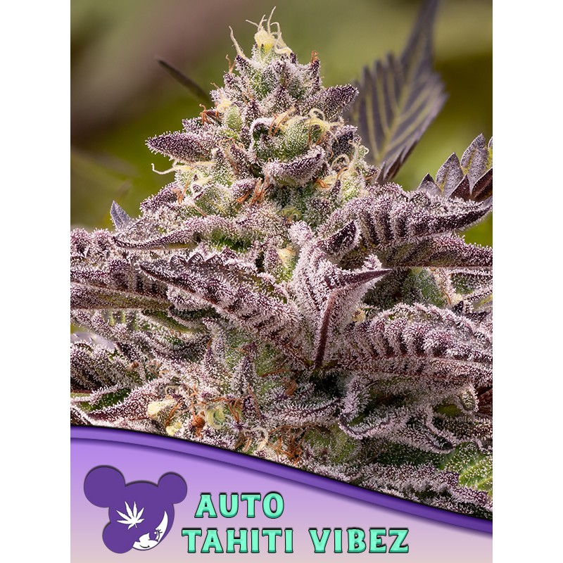 TAHITÍ VIBEZ AUTO · Anesia Seeds · cannabis seeds · Auto Fem