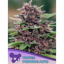 TOFFEE PUDDING AUTO · Anesia Seeds · semillas de marihuana · Auto Fem
