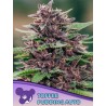 TOFFEE PUDDING AUTO · Anesia Seeds · semillas de marihuana · Auto Fem