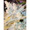 TRIPLE CHEESE AUTO · Anesia Seeds · semillas de marihuana · Auto Fem