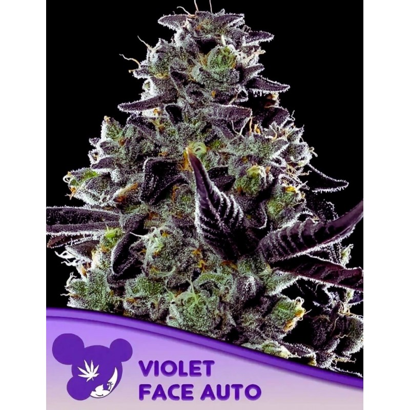 VIOLET FACE AUTO · Anesia Seeds · semi di canapa · Auto Fem