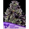 VIOLET FACE AUTO · Anesia Seeds · cannabis seeds · Auto Fem