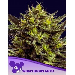 WHAM BOOM AUTO · Anesia Seeds · semillas de marihuana · Auto Fem