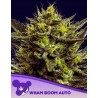 WHAM BOOM AUTO · Anesia Seeds · cannabis seeds · Auto Fem