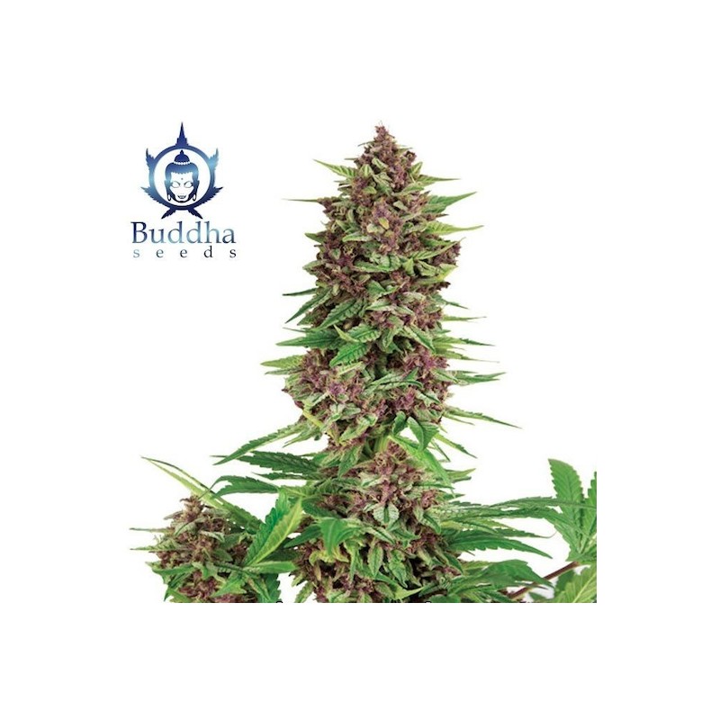 BUDDHA PURPLE KUSH · Buddha Seeds · kaufen semillas de marihuana · Fem