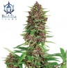 BUDDHA PURPLE KUSH · Buddha Seeds · kaufen semillas de marihuana · Fem