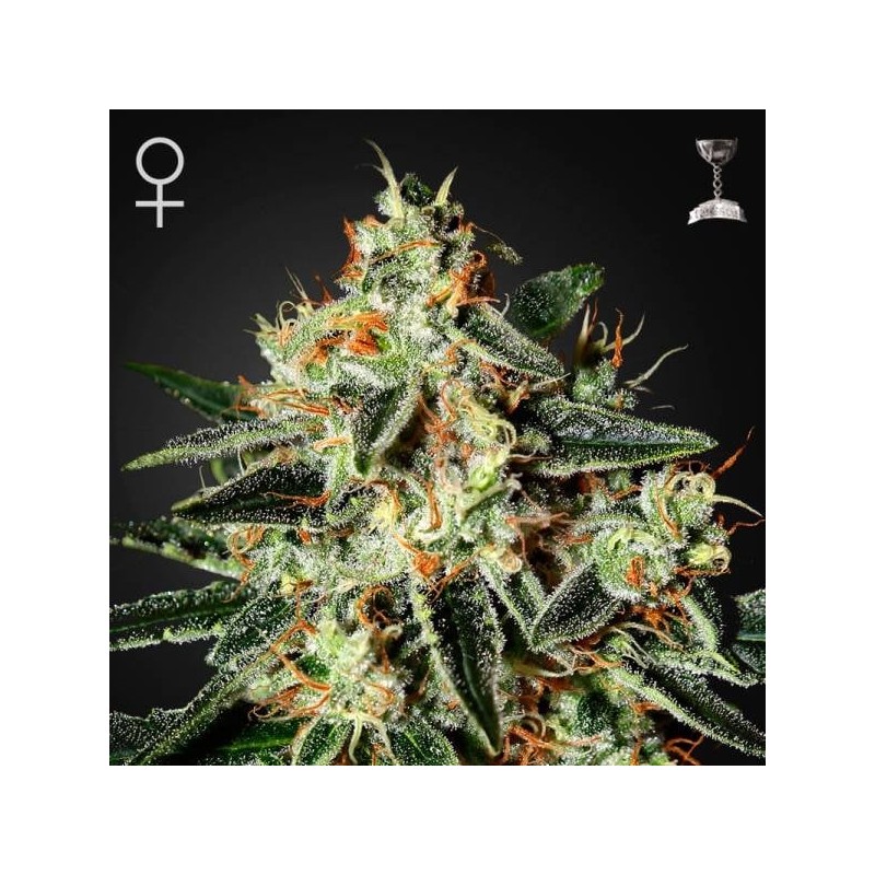 THE CHEESE · Green House Seeds · semillas de marihuana · Fem