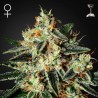 THE CHEESE · Green House Seeds · semi di canapa · Fem