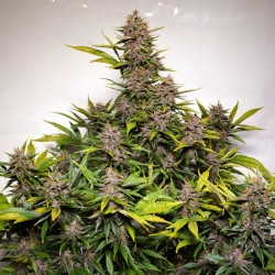 AUTO FORBIDDEN CHERRY · Dutch Passion · semillas de marihuana · Auto Fem
