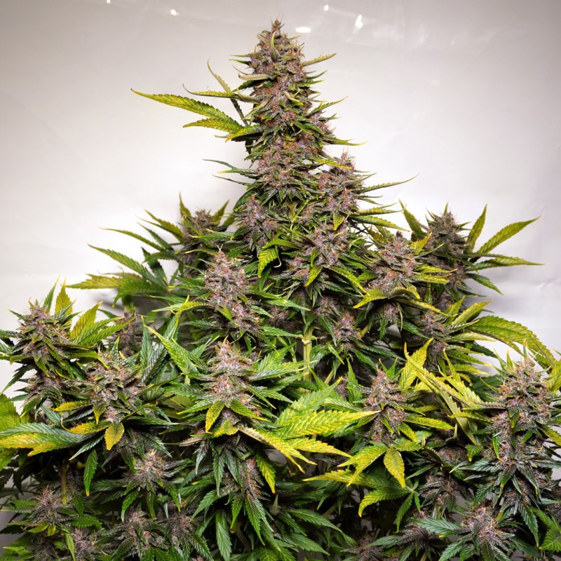 AUTO FORBIDDEN CHERRY · Dutch Passion · cannabis seeds · Auto Fem
