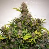 AUTO FORBIDDEN CHERRY · Dutch Passion · semi di canapa · Auto Fem