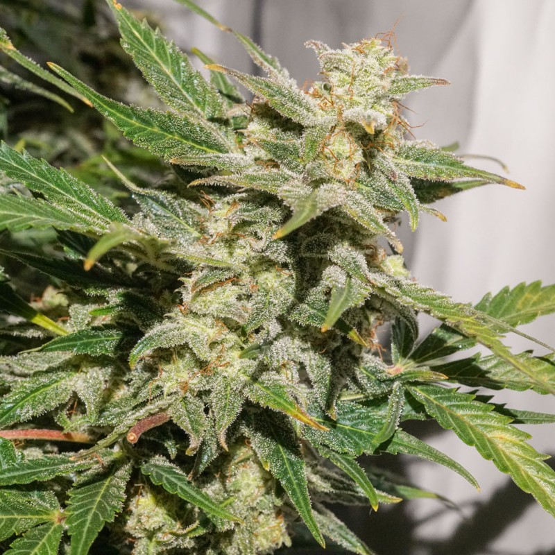 AUTO SFV OG · Dutch Passion · semillas de marihuana · Auto Fem