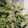 AUTO SFV OG · Dutch Passion · semi di canapa · Auto Fem