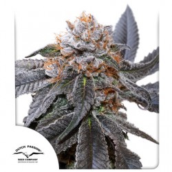 BLUE ZUSHI · Dutch Passion · semillas de marihuana · Fem