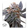 BLUE ZUSHI · Dutch Passion · cannabis seeds · Fem