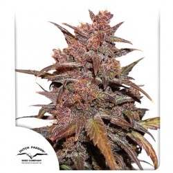 CBD AUTO BLACKBERRY KUSH · Dutch Passion · semi di canapa · Auto Fem