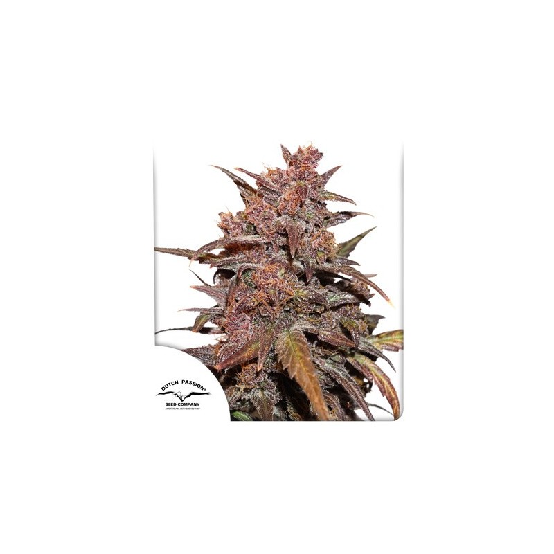 CBD AUTO BLACKBERRY KUSH · Dutch Passion · semi di canapa · Auto Fem