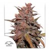 CBD AUTO BLACKBERRY KUSH · Dutch Passion · semillas de marihuana · Auto Fem