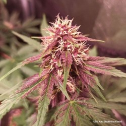 CBD AUTO BLACKBERRY KUSH · Dutch Passion · semillas de marihuana · Auto Fem