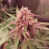 CBD AUTO BLACKBERRY KUSH · Dutch Passion · semi di canapa · Auto Fem