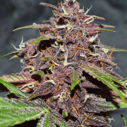 CBD AUTO BLACKBERRY KUSH · Dutch Passion · cannabis seeds · Auto Fem