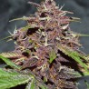 CBD AUTO BLACKBERRY KUSH · Dutch Passion · semillas de marihuana · Auto Fem