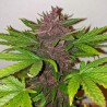 CBD AUTO BLACKBERRY KUSH · Dutch Passion · semillas de marihuana · Auto Fem
