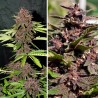 CBD AUTO BLACKBERRY KUSH · Dutch Passion · cannabis seeds · Auto Fem