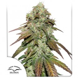 CBD MAZAR · Dutch Passion · semi di canapa · Fem