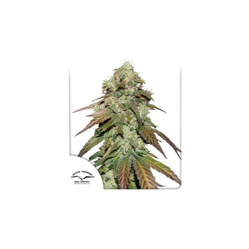 CBD MAZAR · Dutch Passion · semi di canapa · Fem
